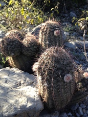 Echinocereus armatus