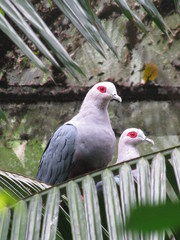 Ducula pinon