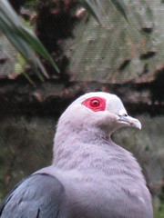 Ducula pinon