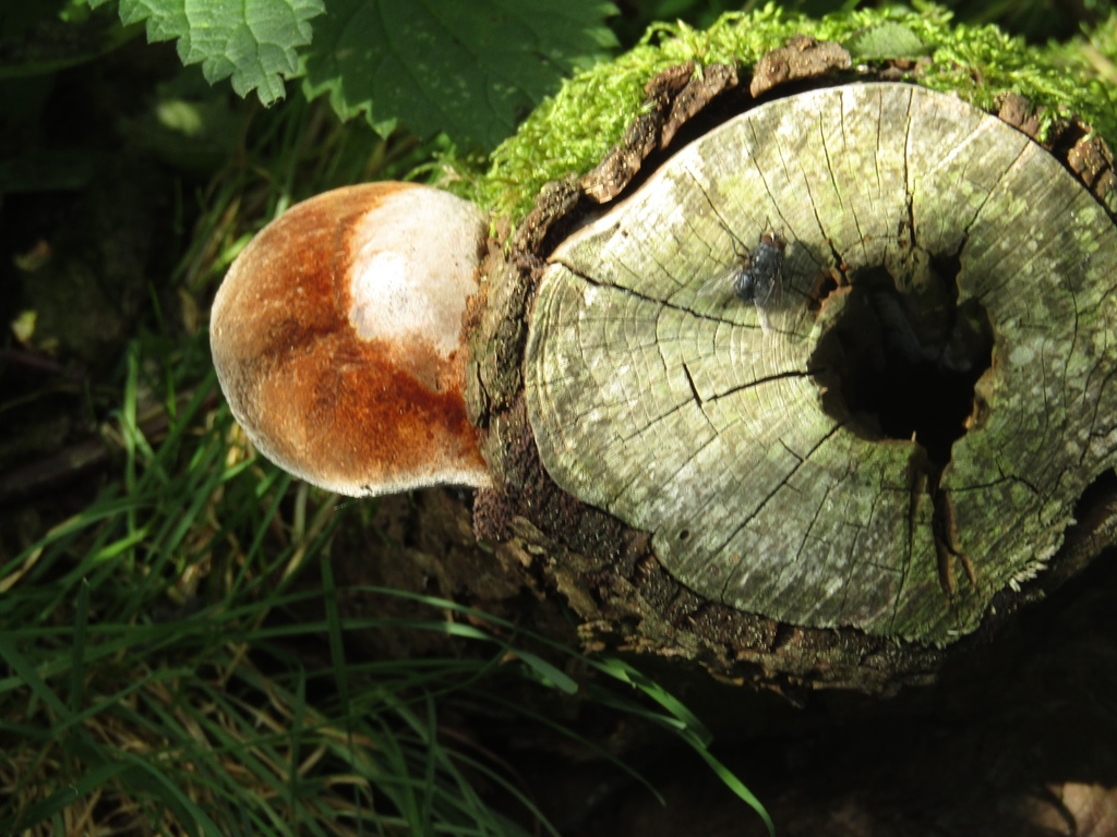 Fomitiporia hippophaicola