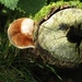 Fomitiporia hippophaeicola - Photo (c) Josh Hedley, μερικά δικαιώματα διατηρούνται (CC BY), uploaded by Josh Hedley