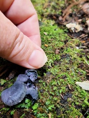 Gerronema waikanaense