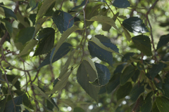 Celtis caucasica