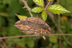 Philereme transversata