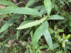 Philotheca myoporoides
