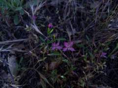 Clarkia modesta