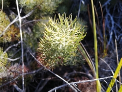 Serruria cyanoides