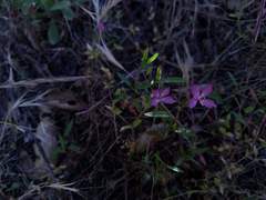 Clarkia modesta