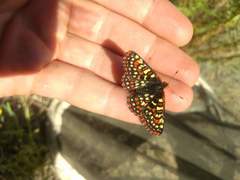 Euphydryas editha luestherae