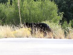 Ursus americanus eremicus