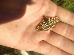 Euphydryas editha luestherae