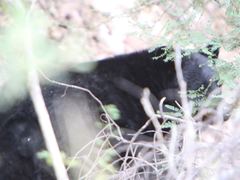 Ursus americanus eremicus