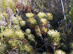 Serruria cyanoides