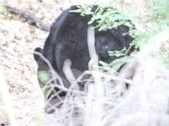 Ursus americanus eremicus