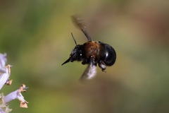 Habropoda tristissima