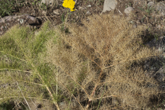Prangos pabularia