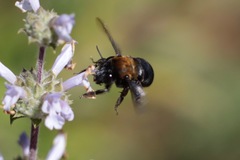 Habropoda tristissima