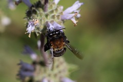 Habropoda tristissima