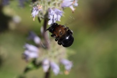 Habropoda tristissima