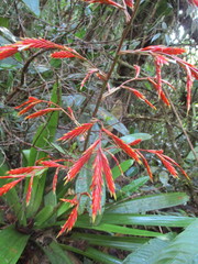 Vriesea elata