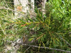 Acacia riceana
