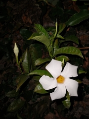 Mandevilla laxa