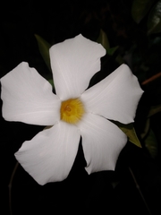 Mandevilla laxa
