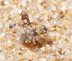 Ochteridae