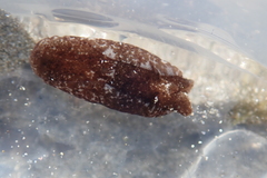 Melanochlamys