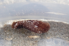Melanochlamys