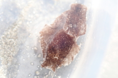 Melanochlamys