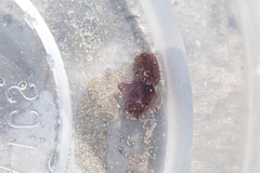 Melanochlamys
