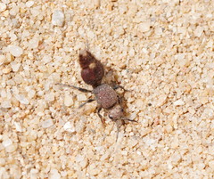 Ephutomorpha ferruginata