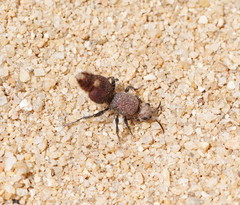 Ephutomorpha ferruginata