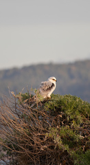 Elanus