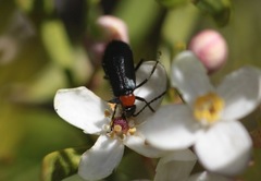 Lytta crotchii