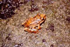 Craugastor aurilegulus