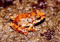 Craugastor aurilegulus