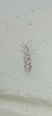 Utetheisa pulchella