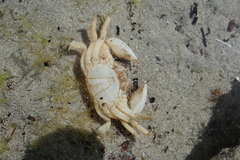 Paragrapsus quadridentatus