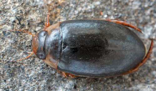 Rhantus fennicus · iNaturalist