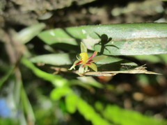 Oncidium cuculligerum