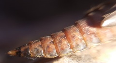 Progomphus lambertoi