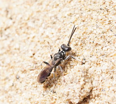 Lyroda