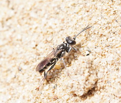 Lyroda
