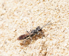 Lyroda