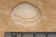 Pseudarcopagia decora