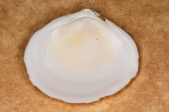 Pseudarcopagia decora