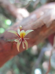 Oncidium cuculligerum