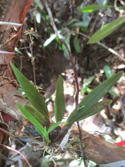 Oncidium cuculligerum
